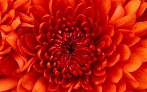 Chrysanthemum