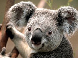 Koala-w411