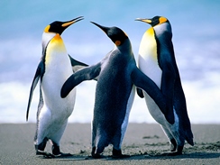 Penguins-w244